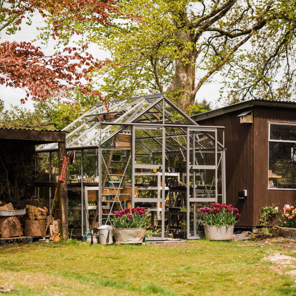 Clay Grey greenhouse in between a wood store and a outbuilding