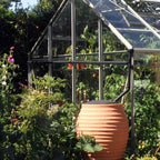 A Rhino Greenhouse with a pitched glass roof stands amidst lush greenery, containing tall plants. A ribbed terracotta water butt with a black lid is positioned in front.