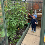 Child pointing at tall tomato plants in a Rhino Greenhouse, surrounded by gardening tools and decorations on a wooden table. Paved stone flooring completes the cozy, plant-filled environment.